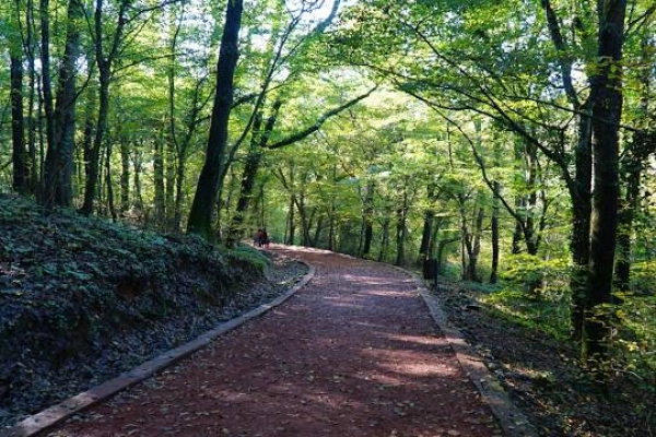 Belgrad Orman